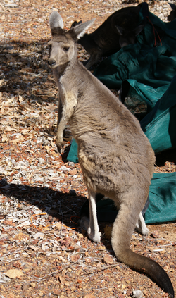 Kangaroo looking at new surroundings