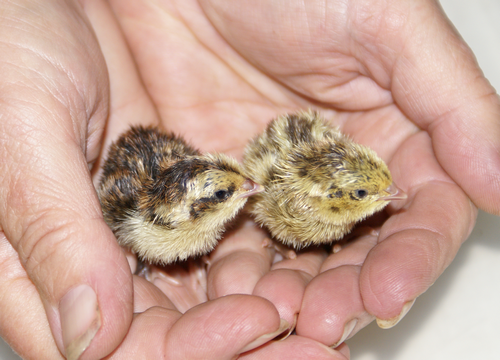 Two quail chicks in cupped hands show just how tiny they are.